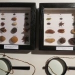 Hegelian Seed Collections by Lauren McKinley Renzetti