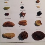 Hegelian Seed Collection:Seeds of Extinction by Lauren McKinley Renzetti