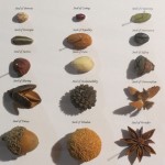 Hegelian Seed Collection: Seeds of the Future by Lauren McKinley Renzetti