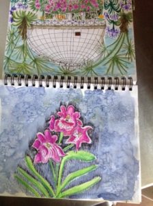 at allen gardens 2 drawing is important by lauren renzetti