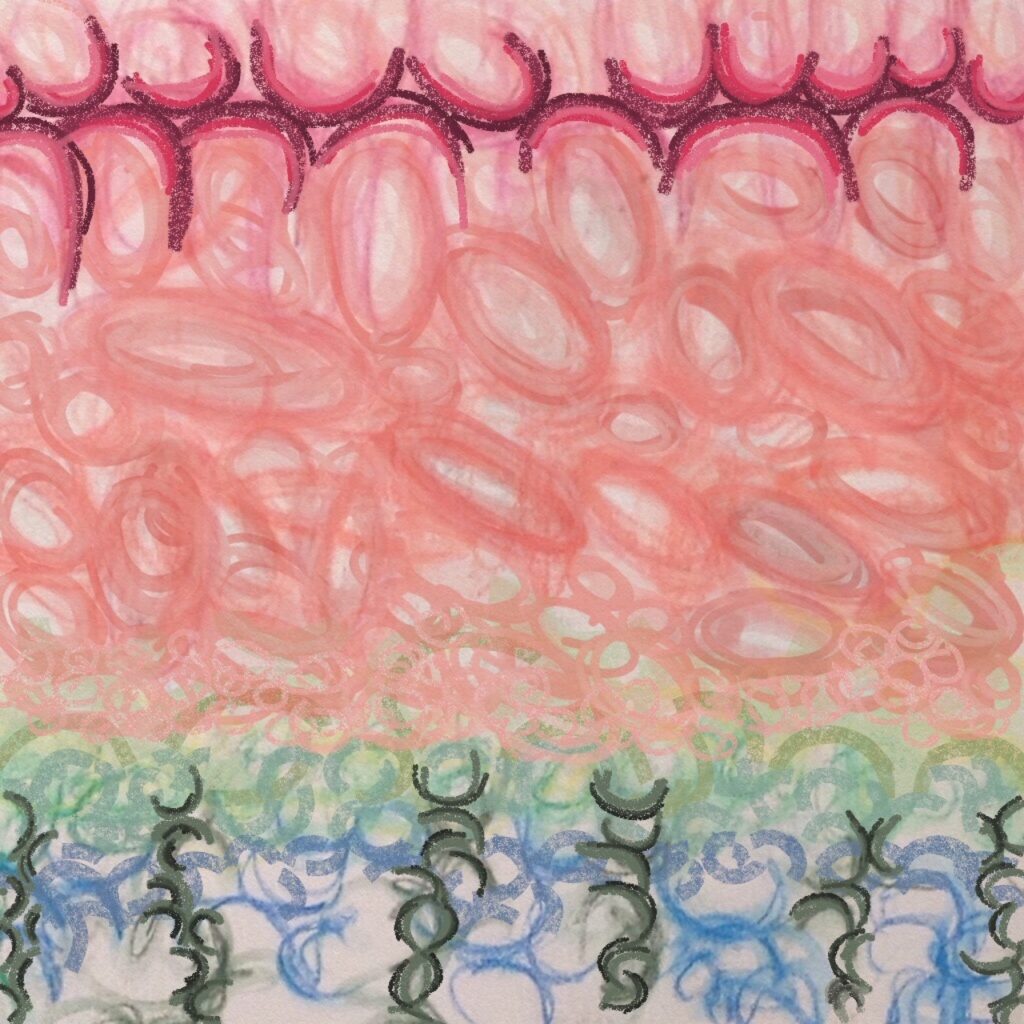 watermelon veil digital print by lauren mckinley renzetti