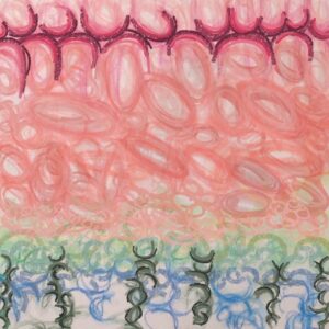 watermelon veil digital print by lauren mckinley renzetti